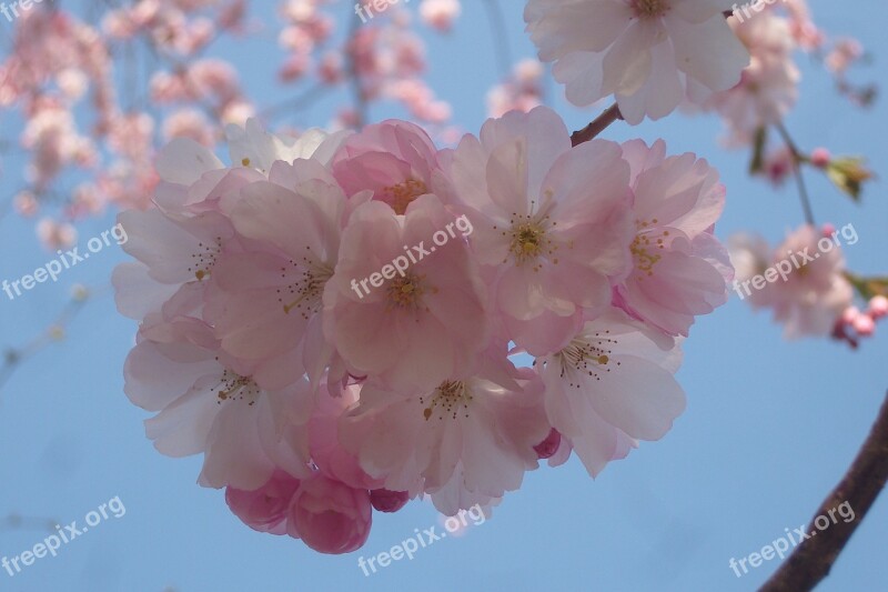 Flowers Spring Nature Full Bloom Close Up