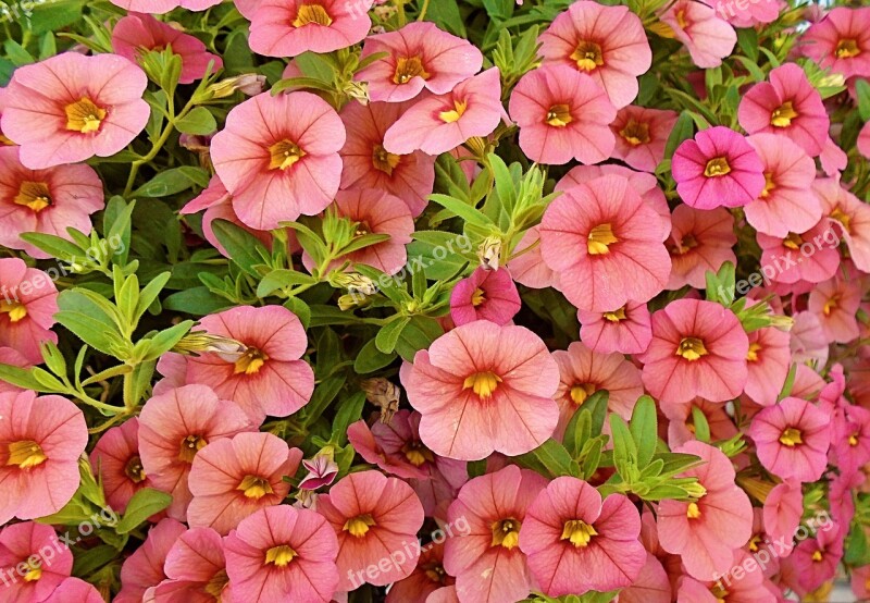 Petunia Flower Garden Botanical Blossom