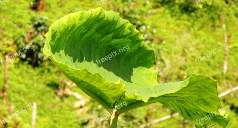 Nature Leaf Bright Armenia Free Photos