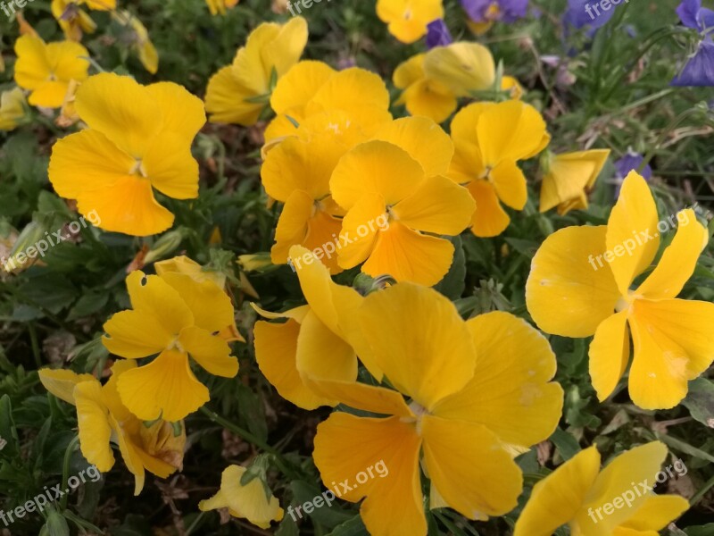 Yellow Little Flower Beautiful Free Photos