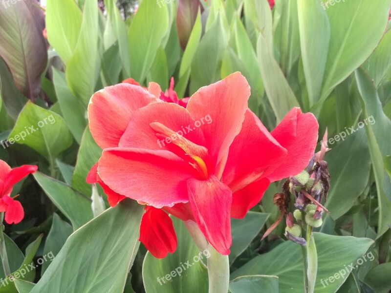 Green Leaf Red Flowers Bright Free Photos