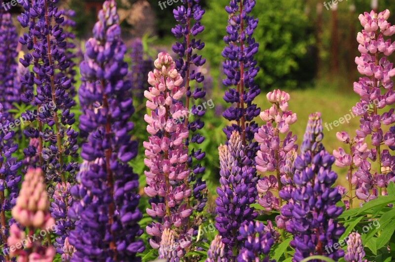 Lupine Flowers Summer Beautiful Flowers Lupinus