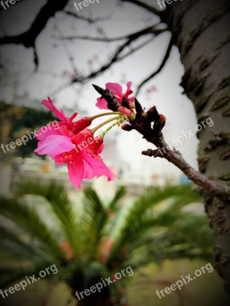 Cherry Blossom Nissan Dainty Free Photos