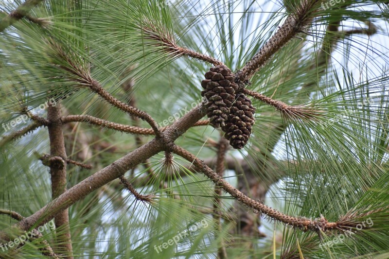 Pine Cone Conifer Flower Pine Free Photos