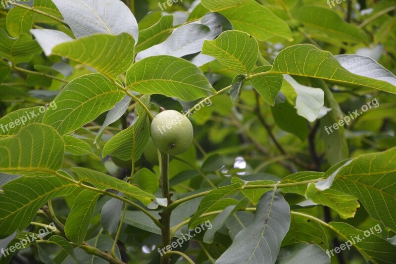 Nuts Walnut Fruit Eat Power