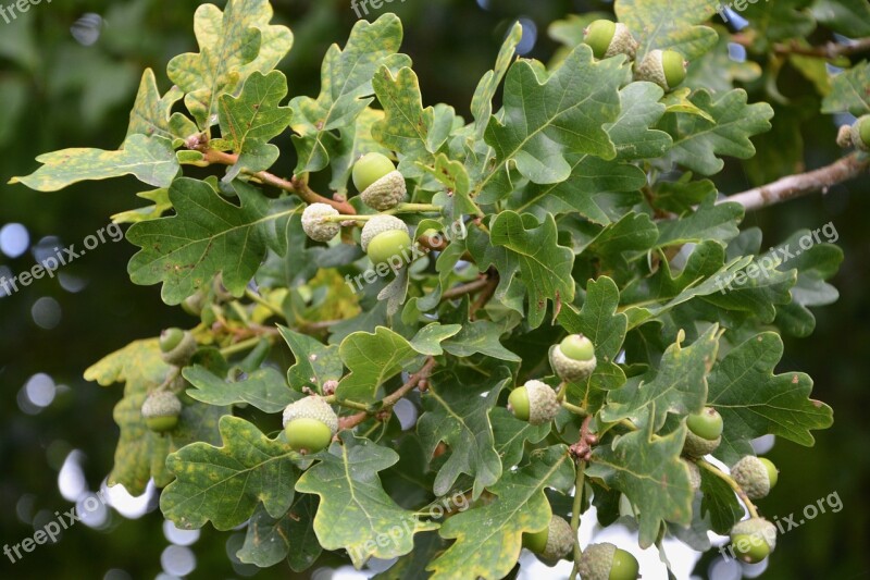 Oak In The Acorn Fruit The Fruit Of The Oak Tree Food