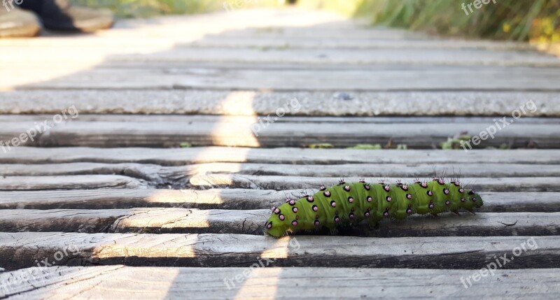 Caterpillar Insect Wildlife Nature Butterfly