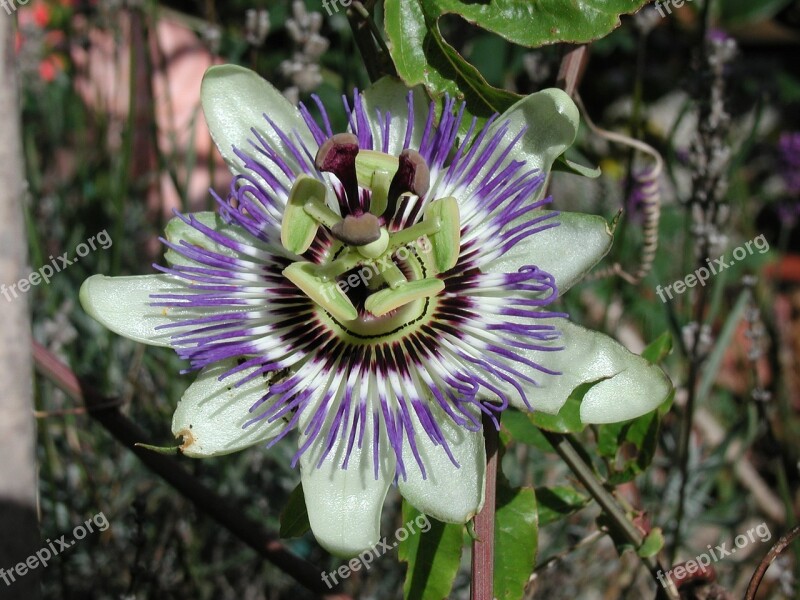 Passion Flower Nature Flowers Blossom Bloom