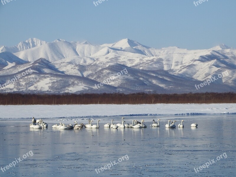 Wild Swans Whooping A Flock Of Vacation Wintering River