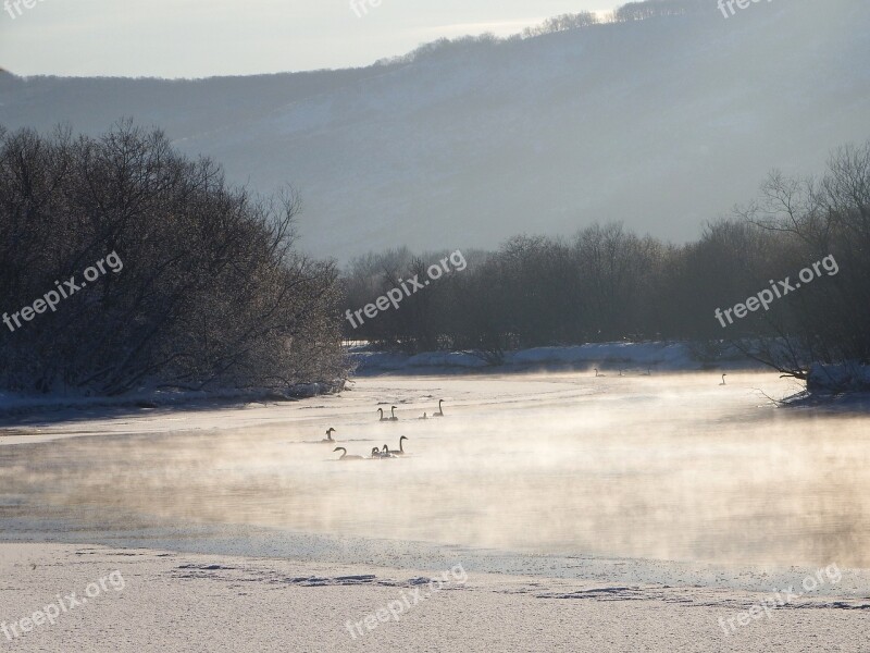 The Wild Swans The Whooping A Flock Of River Backwater