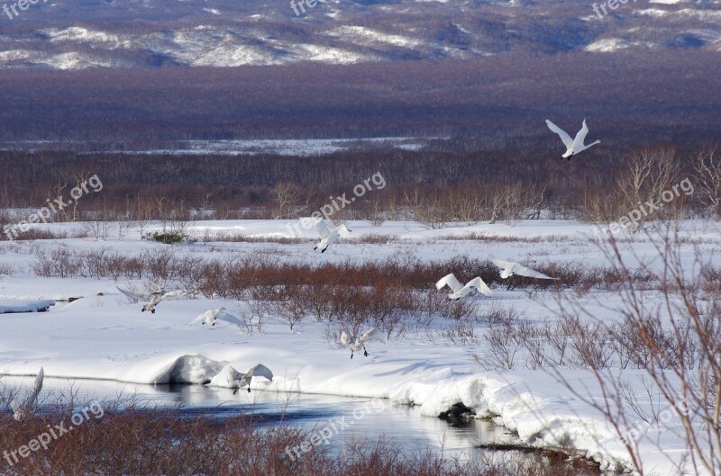 The Wild Swans The Whooping A Flock Of River Backwater