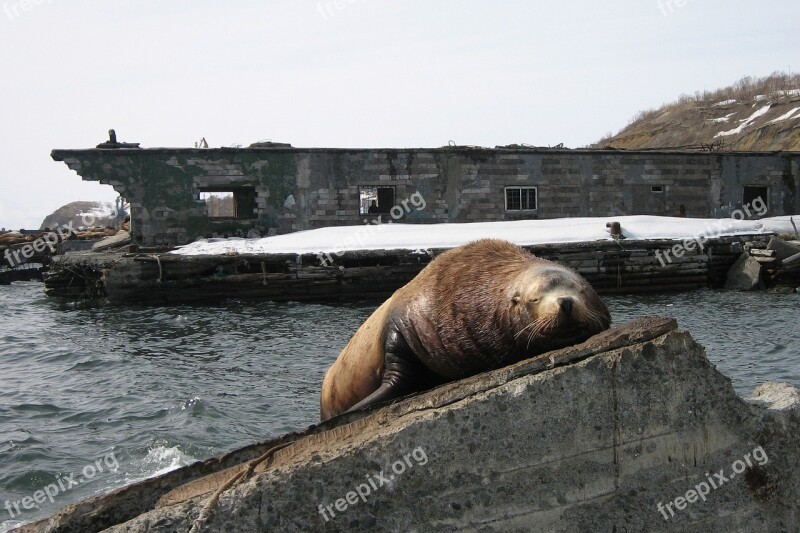 The Steller Sea Lion Cleaver Rookery Vacation Pierce