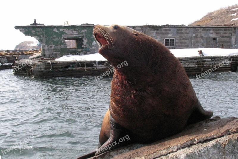 The Steller Sea Lion Cleaver Rookery Vacation Pierce