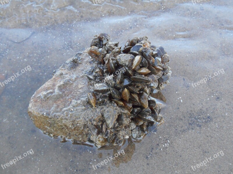 Mussel Riviermossel Mussels Water Nature