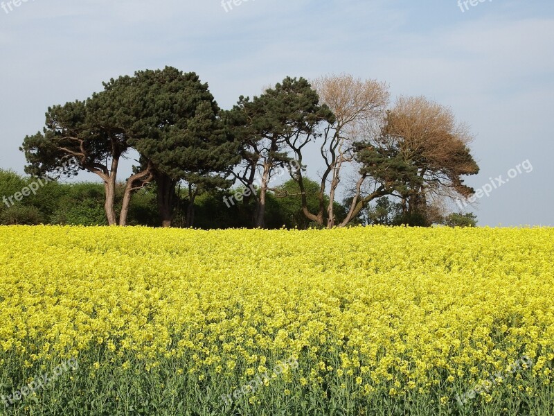 Trees Rapeseed Rapeseed Oil Plants Sky