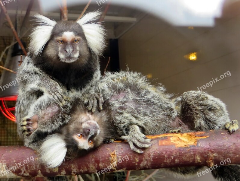 Marmoset Monkey Callithrix Cébidés épouillage