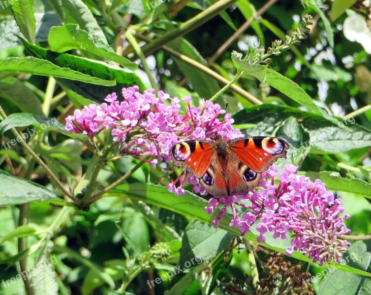 Paon-du-jour Butterfly Papilio Io Insects Buddleia