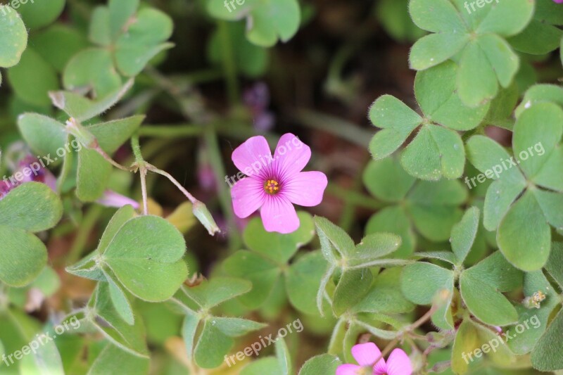 Flower Plant Picture Image Nature