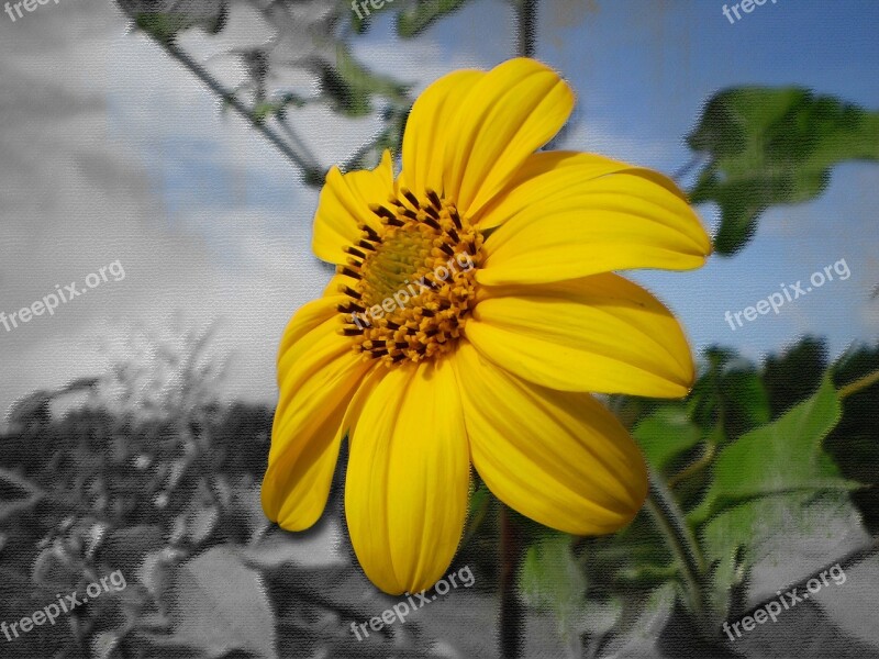 Flower Yellow Petals Yellow Free Photos