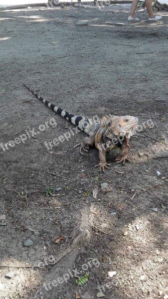 Animals Iguana Nature Animal Reptiles