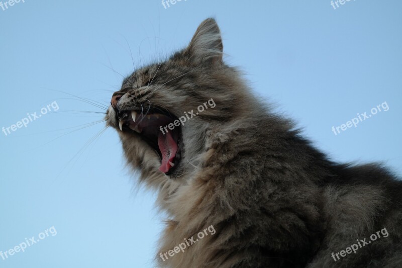 Cat Yawn Pet Predator Tooth