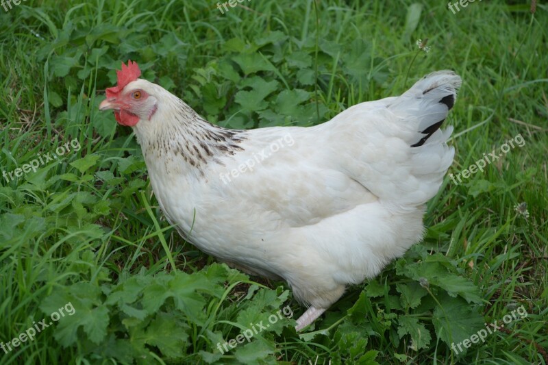 Hen Sussex Laying Hen Egg Hen Domestic Animal