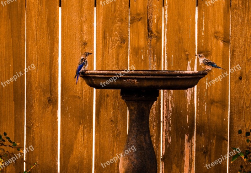 Eastern Bluebirds Nature Birdbath Free Photos