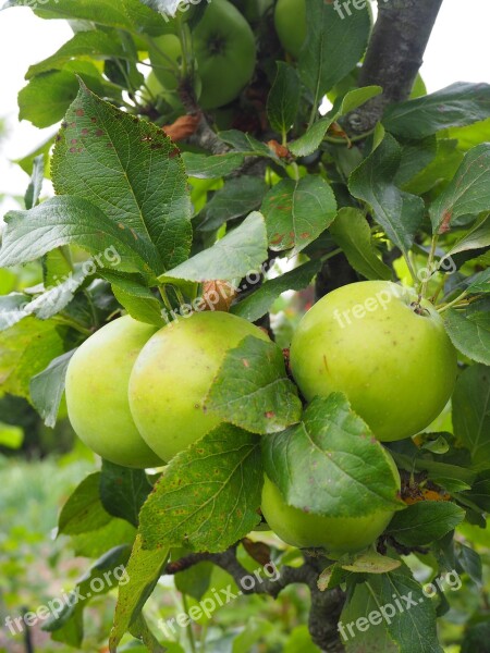 Apple Apple Tree Fruit Tree Kernobstgewaechs