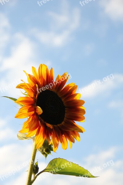 Sunflower Sky Summer Close Up Nature