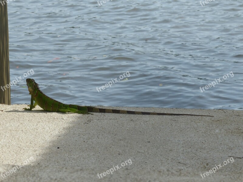 Lizard Sun Costa Rica Green Sunny