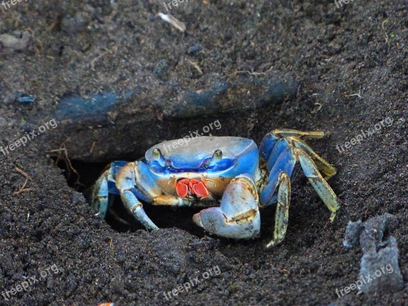 Cardisoma Guanhumi West Atlantic Land Crab Blue Colorful Hide