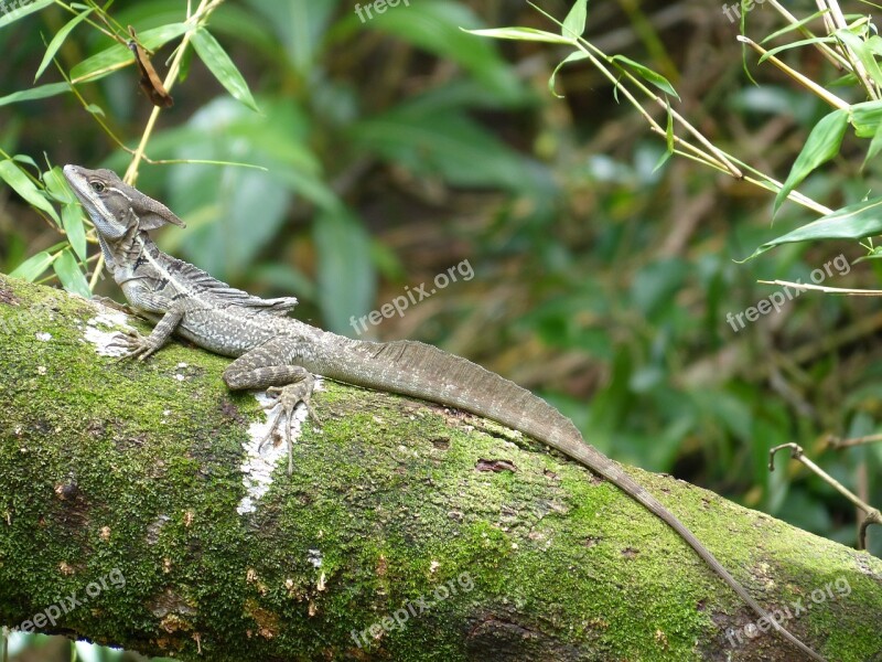 Basilisk Basiliscus Basiliscus Pacific Coast Lizard Brown