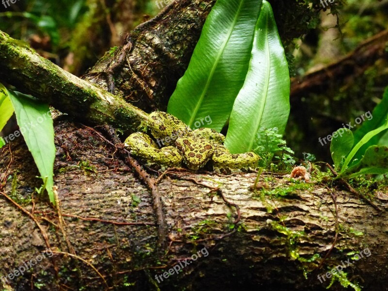 A Gripping-tail Fer-de-lance Toxic Viper Snake Tropics