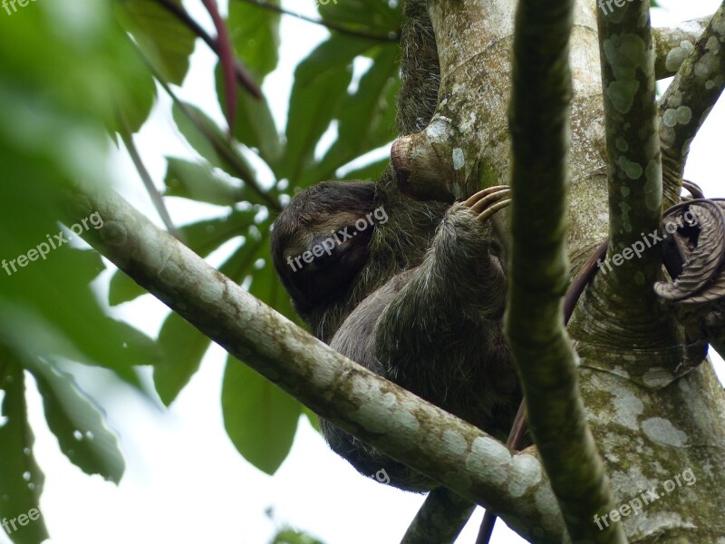 Sloth Tree Animal Rest Costa Rica