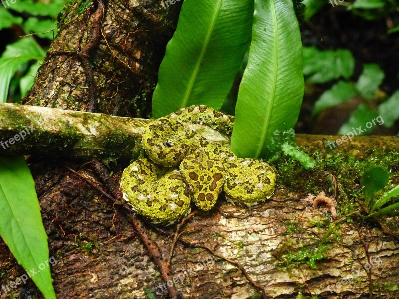 A Gripping-tail Fer-de-lance Toxic Viper Snake Tropics