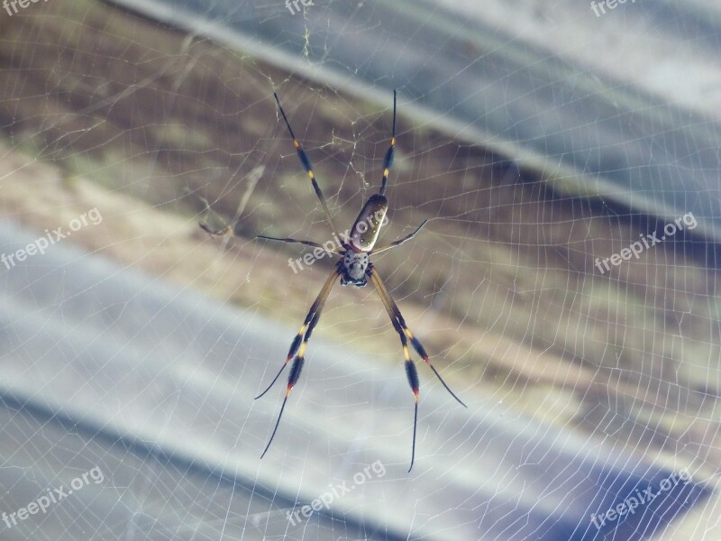 Spider Golden Silk Spider Spider Silk Costa Rica Cobweb