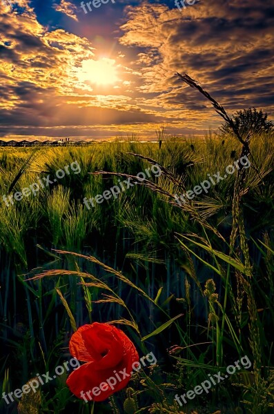 Flower Poppy Cornfield Nature Summer