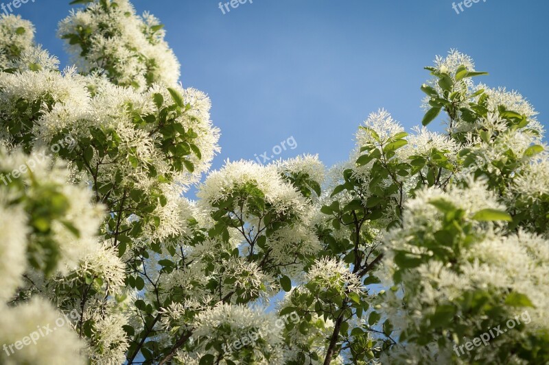 Pop Wood Flowers White Wood Plants