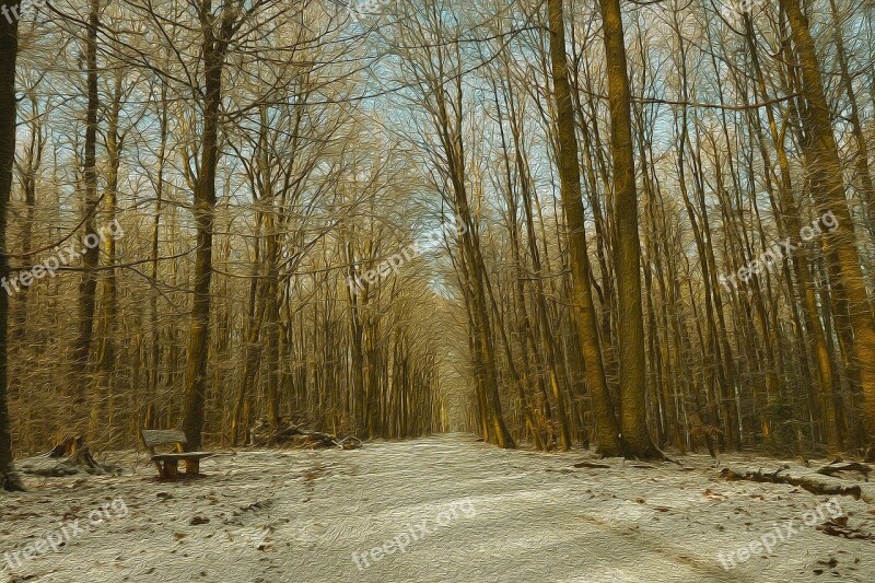 Forest Winters Nature Cold Snow