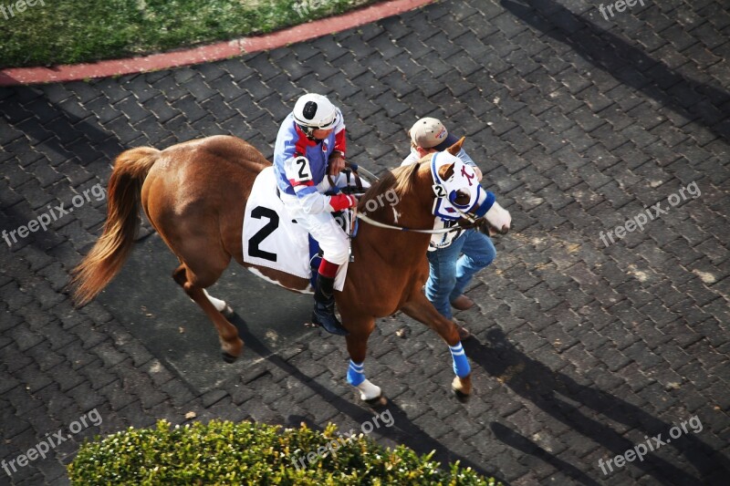 Horses Horse Racing Racetrack Horse Race Jockey