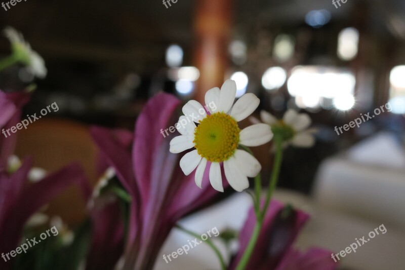 Daisy Flower White Purple Nature