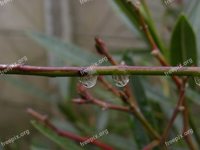 Drop Drops Drops Of Rain Branch Green