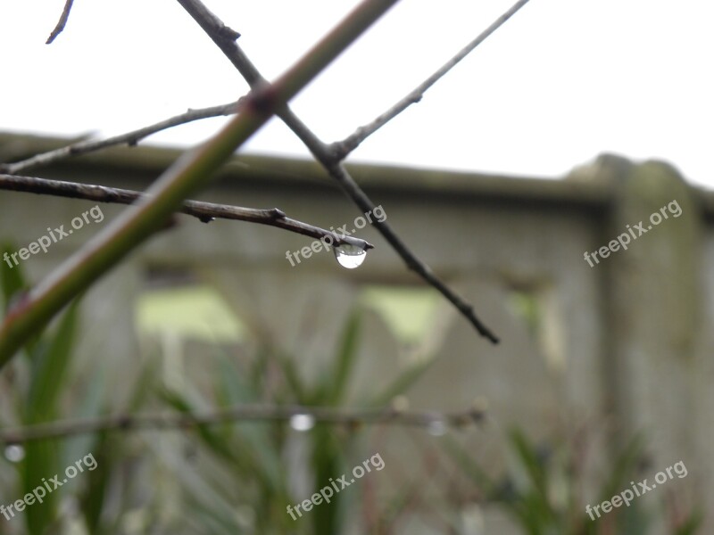 Drop Drop Of Rain Branch Macro Approach