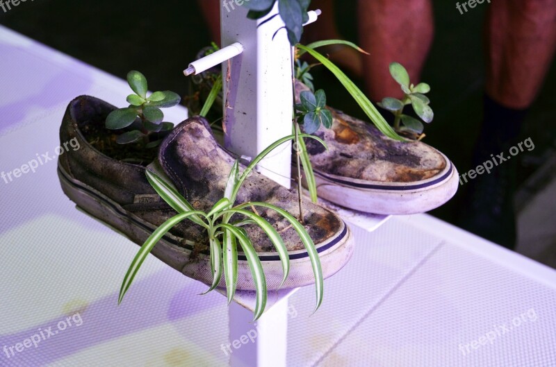 Sneakers Shoes Plant Planting Sustainability