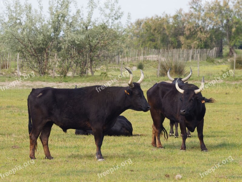 Animal Bull Animals Field Horns