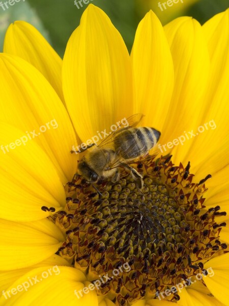 Bee Insects Forage Macro Nature