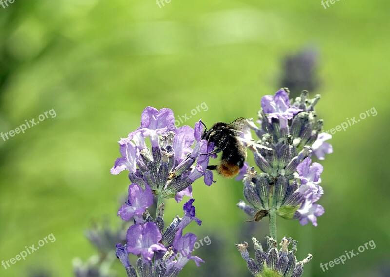 Lavender Bumblebee Pollinate Flower Insect