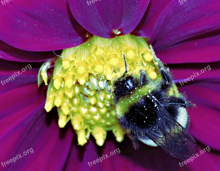 Bumblebee Insect Pollinate Honey Flower