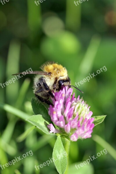 Bumblebee Insect Pollinate Clover Red