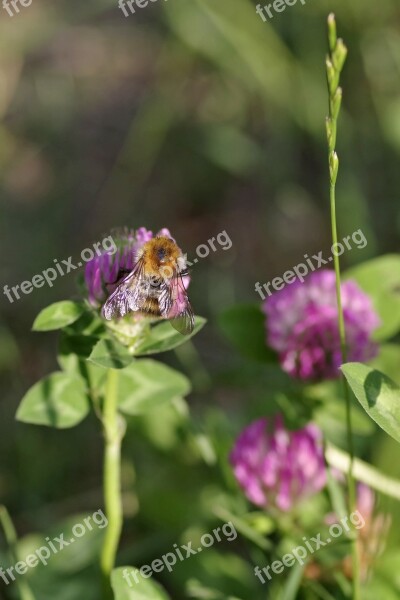 Clover Red Blue Violet Flower